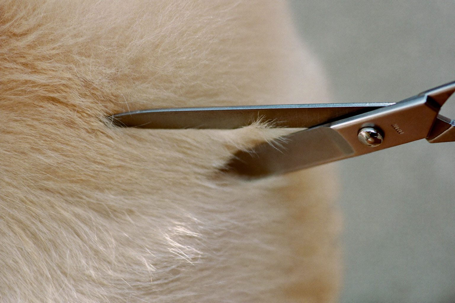 Hondentrimmer verzorgt zorgvuldig de vacht van een rustige hond op een trimtafel