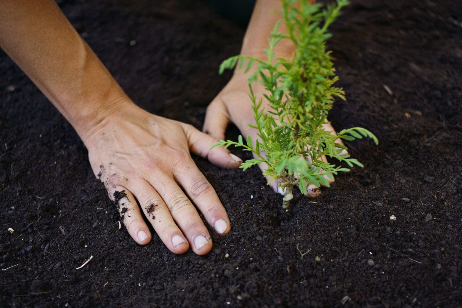 Hovenier legt natuurstenen bestrating aan in een zonnige tuin